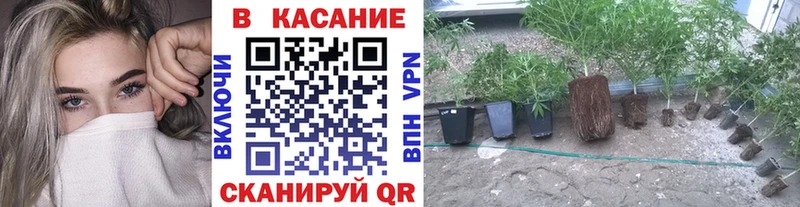 Купить наркотик аптеки Михайлов Псилоцибиновые грибы  Каннабис  Мефедрон  АМФЕТАМИН  ГАШИШ  A PVP 